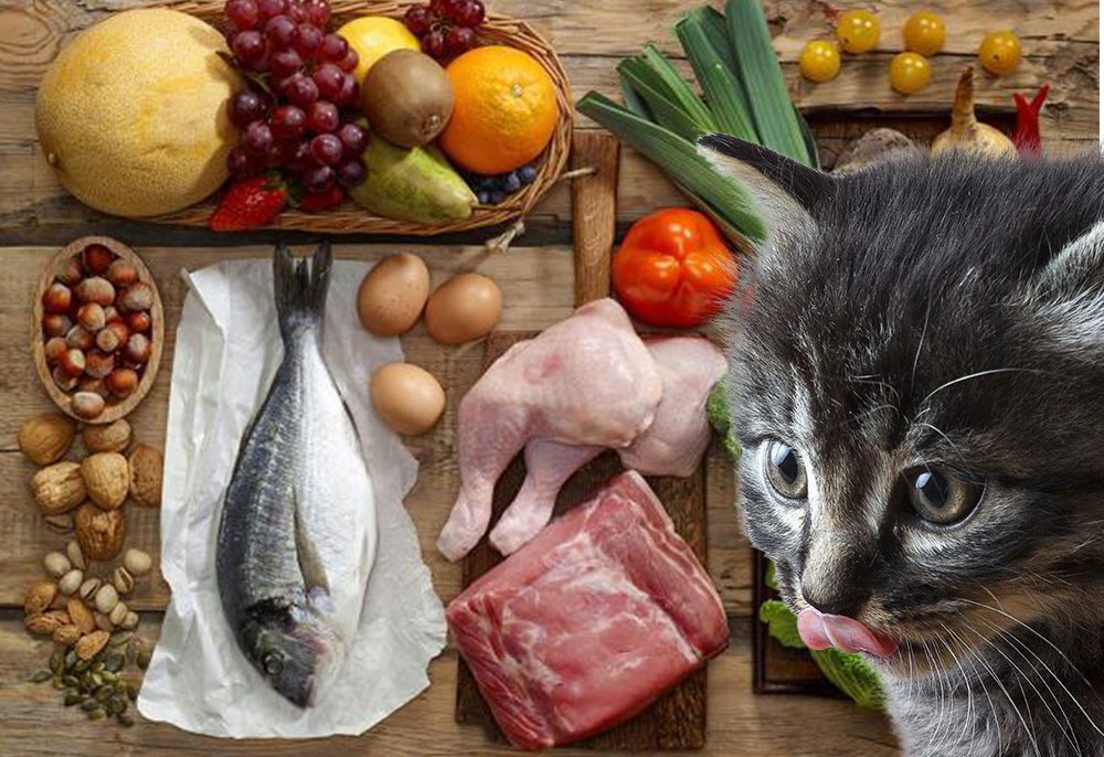 Alimentação natural para animais: uma alternativa saudável e saborosa para o seu amiguinho