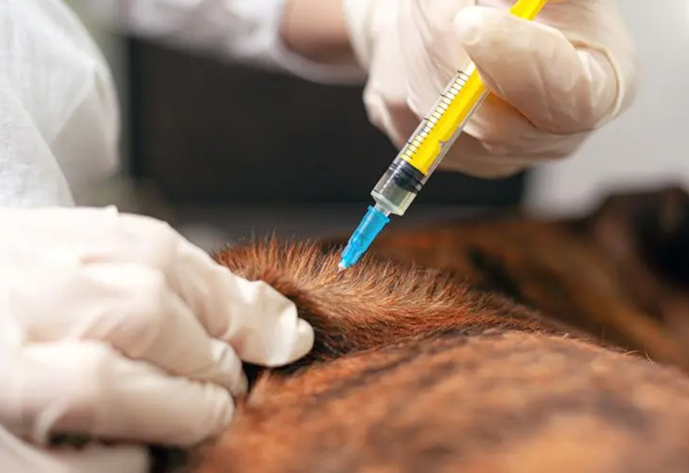 Ozonioterapia veterinária: uma nova esperança para a saúde do seu animalzinho