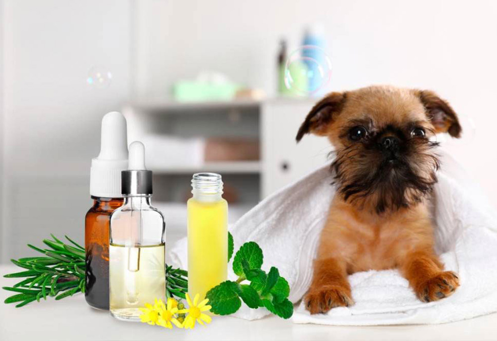 Aromaterapia veterinária: bem-estar natural para seu pet