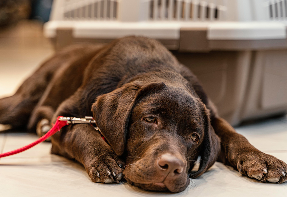 Dor nos animais: sinais sutis e a importância da observação