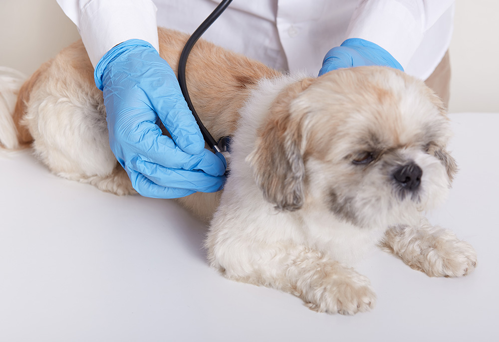 Cardiologia veterinária: como está o coração do seu amiguinho?