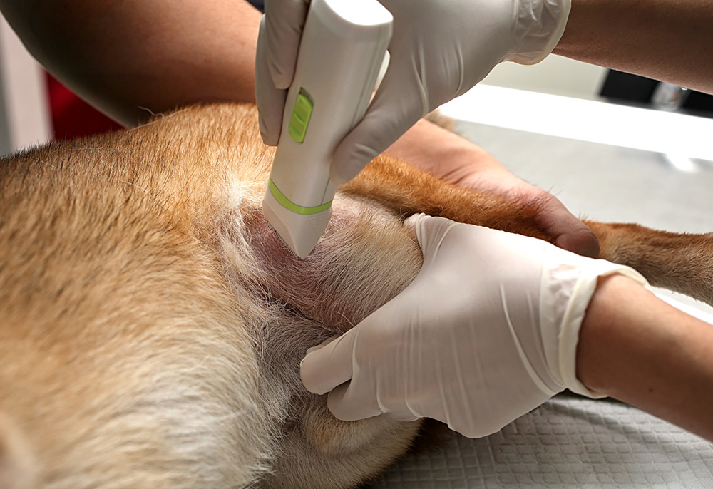 Dermatologia veterinária: cuidados com a pele dos nossos amigos de quatro patas